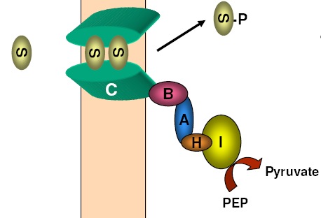 4.5 Bacterial PhosphoTransferase System : PTS 1.