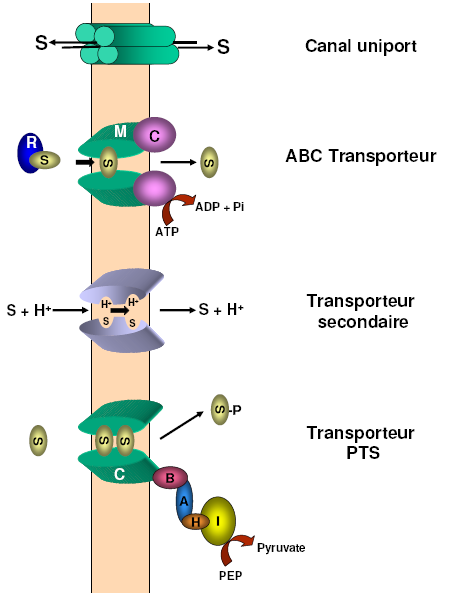 V- Bilan - diversité des transporteurs Les transporteurs rencontrés : - Transport facilité - Pores (membranes externe) - Canaux (membrane