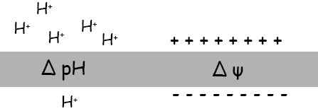 Le transport primaire permet de créer et de maintenir le gradient de proton ext/int = différence de potentiel électrochimique ext ph7 Membrane (0.5) (150mV) int ph7.