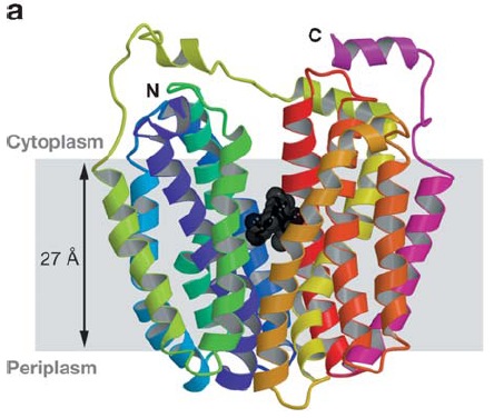 4.3.2 Organisation structurale de LacY - Située dans la membrane cytoplasmique de E.