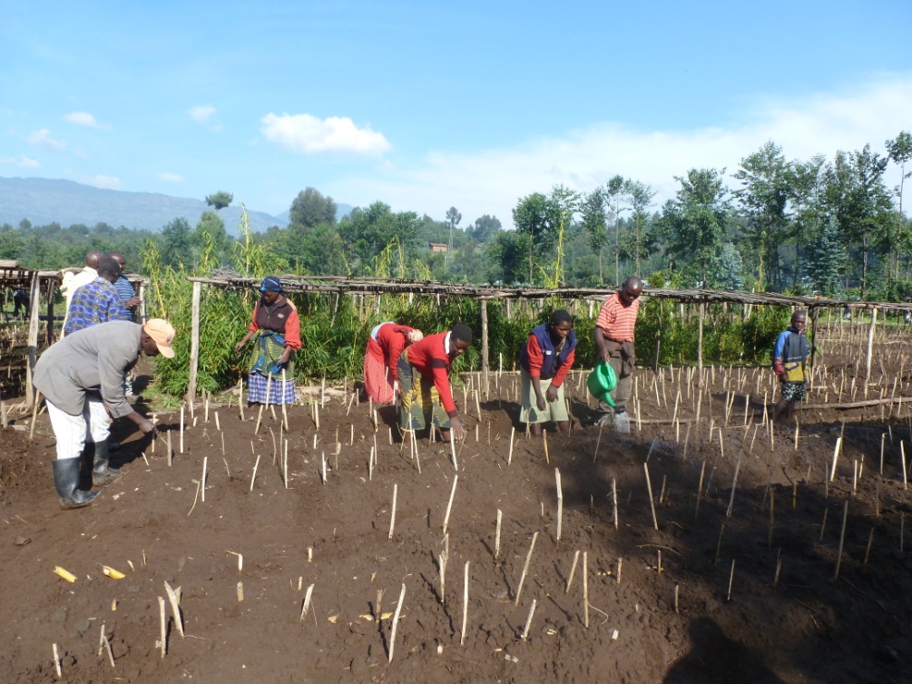 Valorisation du Bambou : expériences des femmes du Rwanda