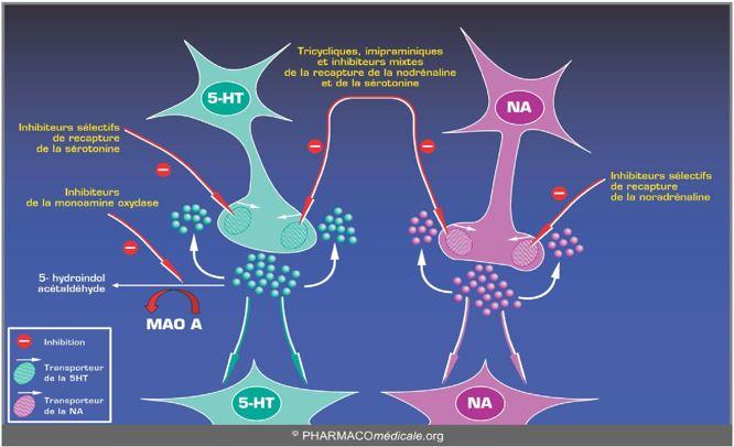En vert on a la synapse sérotoninergique et à côté la synapse noradrénergique et enfin les différents médicaments cités précédemment plus ou moins sélectifs.