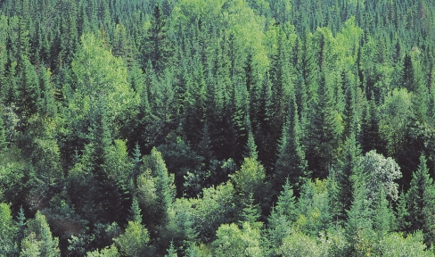 L exploitation forestière
