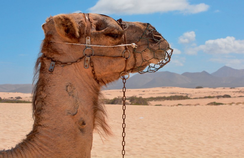 Chameau dans le désert Ben_Kerckx https://pixabay.