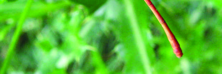46 Martinia Brève communication Nouveau cas d aile de Zygoptère transpercée par une plante : Coeriagrion tenellum (Villers, 1789) (Odonata, Zygoptera : Coenagrionidae) Par Philippe LAMBRET 1 et