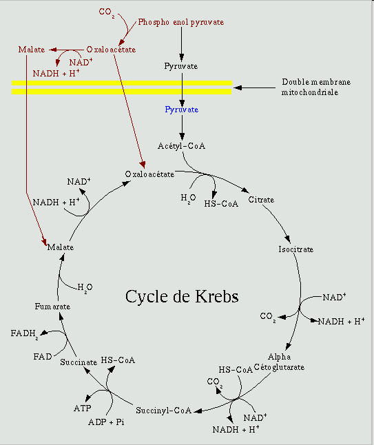 Cycle de KREBS: IL se déroule dans la matrice de la mitochondrie. IL transforme l acétyl-coa en gaz carbonique, en NADH+H+, en ATP et en FADH2.