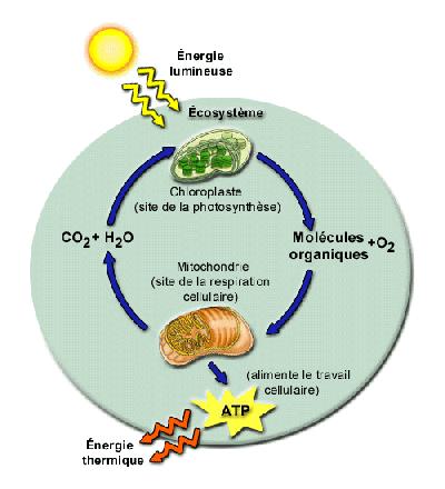 Sans énergie pas de vie: Sur notre planète, toute l énergie comprise dans les molécules organiques provient du soleil.