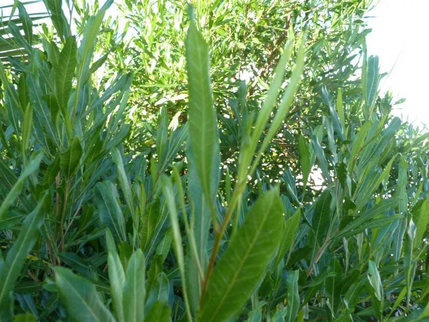 Nom scientifique: Dodonaea viscosa (L.) Jacq. Nom vernaculaire: Bois d arnette Famille: Sapindaceae Origine: Présence dans les 3 Mascareignes, indigène à La Réunion. Simples, entières, lancéolées.