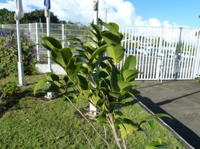 Nom scientifique: Homalium paniculatum (Lam.) Benth. Nom vernaculaire: Bois Corce Blanc Famille: Salicaceae (anc.flacourtiaceae) Origine: Endémique de La Réunion et de Maurice.