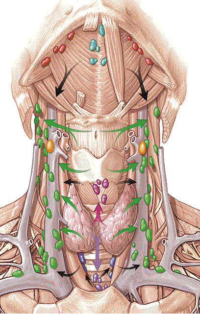 Nœuds cervicaux antérieurs profonds 19 Nœuds pré-laryngés. Nœuds thyroïdiens.