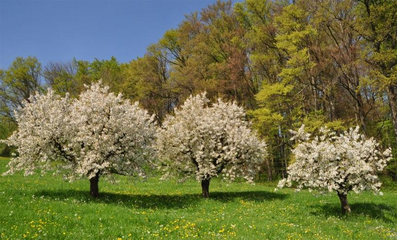MétéoSuisse Bulletin climatologique avril 2014 3 Cerisiers en fleur dans le Fricktal, le 12 avril 2014. Bilan du mois En Suisse, le mois d avril a été de manière généralisée de 2.2 à 2.