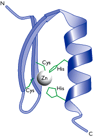 1-3-2-2 Organisation en motifs et domaines Le motif hélice-tour-hélice (en bleu).