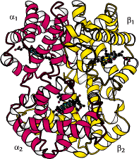 1-3-2-3 Structure quaternaire Certaines protéines sont constituées de plusieurs chaines polypeptidiques associées par des interactions faibles ou quelques liaisons covalentes.