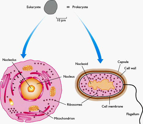 1- Les molécules constitutives du vivant 1-1 Les êtres vivants sont constitués de cellules Organismes unicellulaires