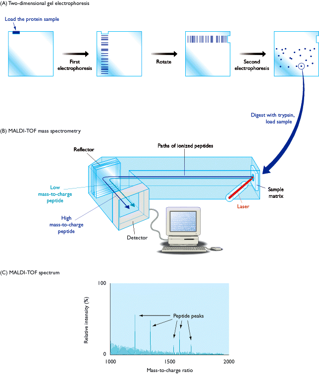 1-3-3-1-4 Analyse par spectrométrie de masse (protéomique) Etude protéomique par électrophorèse bidimensionnelle et spectrométrie de masse. (A) Electrophorèse bidimensionnelle. Découpage d un spot.