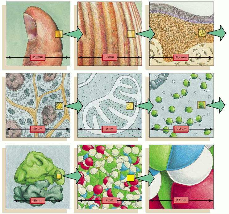 1-2 Les cellules sont constituées d assemblage de molécules Chaque diagramme représente une image grossie d un facteur 10 de la précédente: -Un doigt -La peau -Les cellules