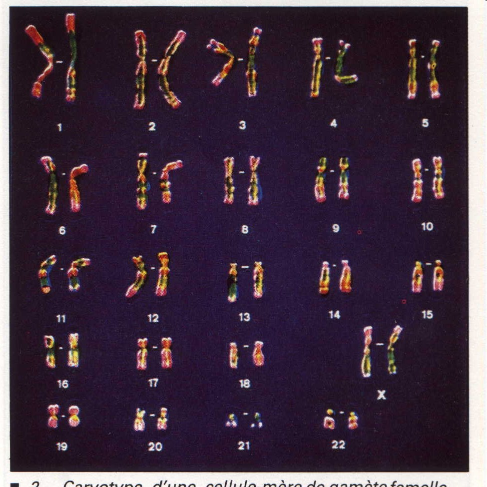 rganisation générale du génome nucléaire humain oyau Chromosome en métaphase 23 paires de chromosomes 22 paires d