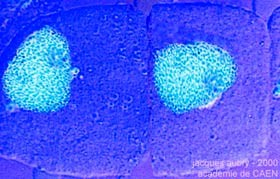MITSE Interphase I : Duplication des chromosomes Anaphase : Migration des chromatides Prophase : Métaphase : Condensation de l AD Formation de la plaque