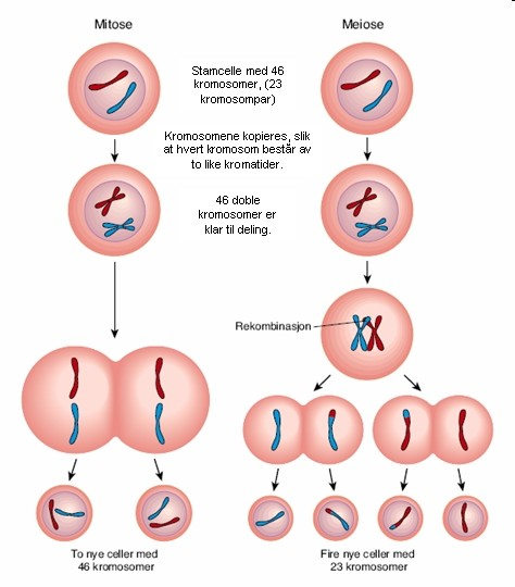 Pour illustrer 2 [= 46] chromosomes Mitose 2 cellules diploïdes (2