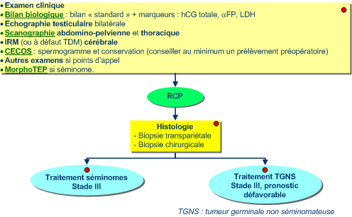Commentaires 2 Bilan biologique : les marqueurs comprennent le dosage des l'hcg totale, de l'αfp (alpha fœto-protéine) et des LDH.
