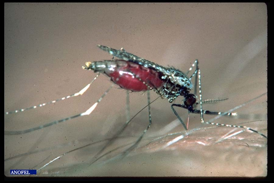 III.3 MODALITÉS DE TRANSMISSION La connaissance du cycle du paludisme permet de comprendre les modalités de transmission de la maladie.