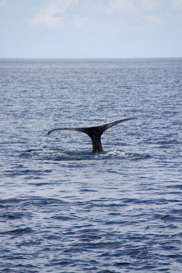 À quelle période peut-on observer des Baleines franches australes, à la Péninsule Valdés,
