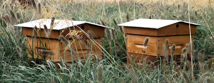 La récolte Il faudra attendre jusqu à la maturation du miel. Il faut bien considérer la période de la récolte. Ce que les abeilles rapportent à la ruche, c est du nectar de fleur.
