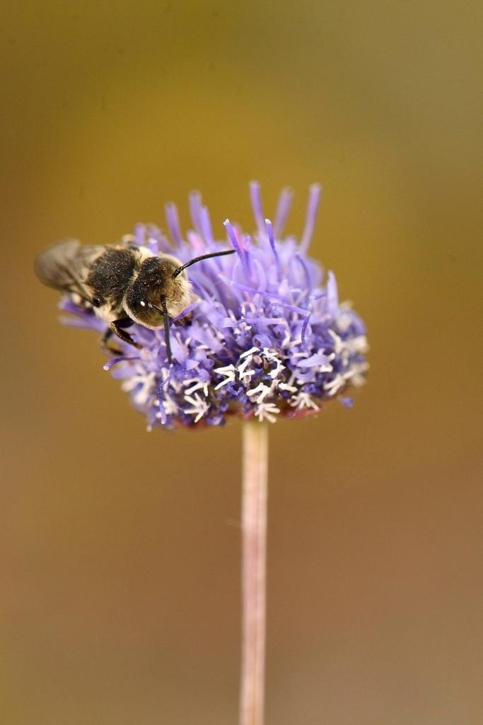 Contexte général et objectifs de l exposition L'activité pollinisatrice des insectes est essentielle au maintien de la biodiversité et à la production agricole car elle assure la reproduction de 80 %