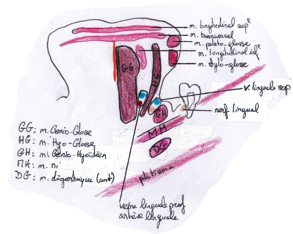 2. Les muscles de la langue 8 muscles pairs et un impair.