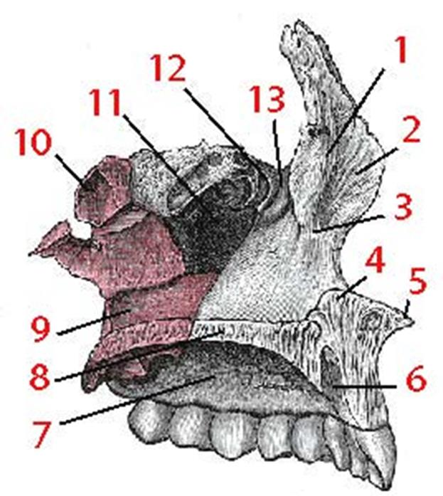 Maxillaire supérieur Face interne ou nasale présente : Apophyse palatine, large horizontale et plate près du bord inf. S articule en arrière avec le palatin, en dedans avec celle du côté opposé.