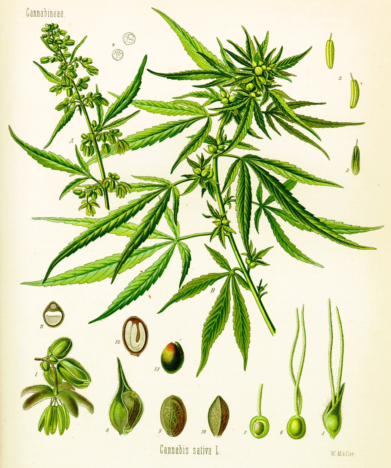 ANNEXE n 2 Illustration du Cannabis sativa publiée par Franz Eugen Koehler dans Koehlers
