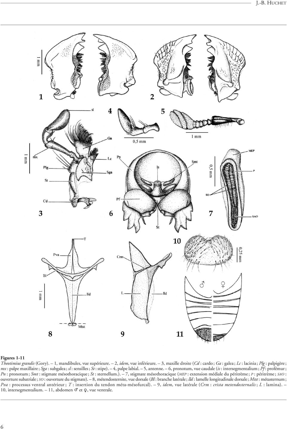 6, pronotum, vue caudale (is : intersegmentalium ; Pf : profémur ; Pn : pronotum ; Smt : stigmate mésothoracique ; St : sternellum.).