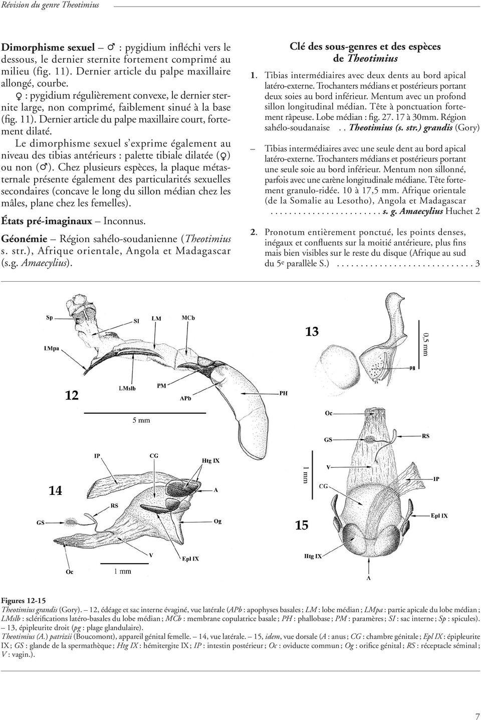 Le dimorphisme sexuel s exprime également au niveau des tibias antérieurs : palette tibiale dilatée (O) ou non (P).