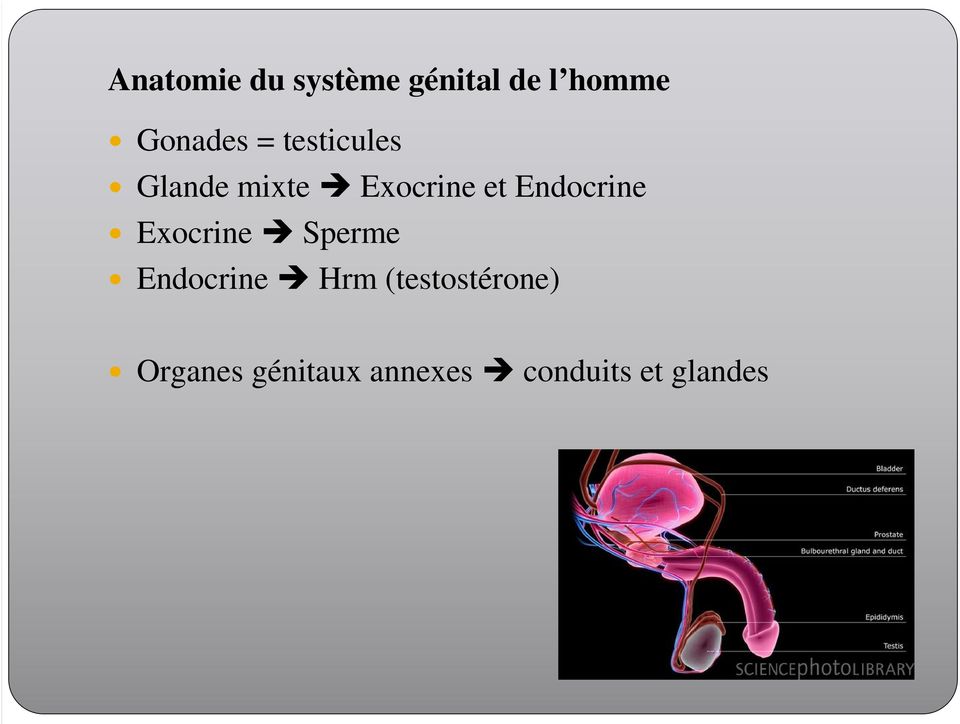 Endocrine Exocrine Sperme Endocrine Hrm