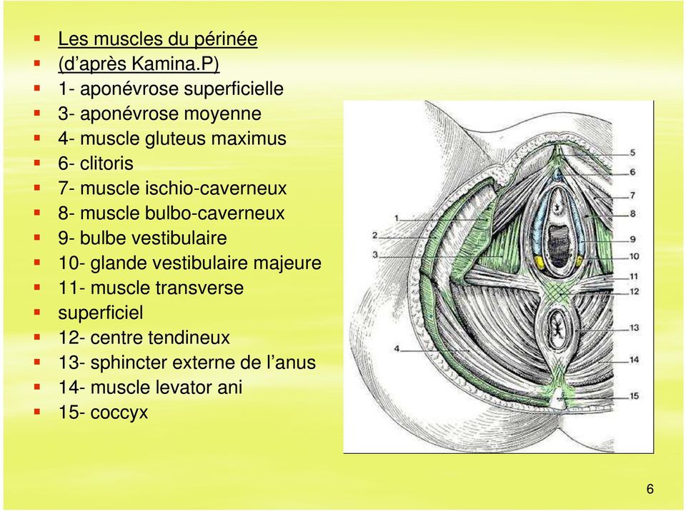 7- muscle ischio-caverneux caverneux 8- muscle bulbo-caverneux 9- bulbe vestibulaire 10-