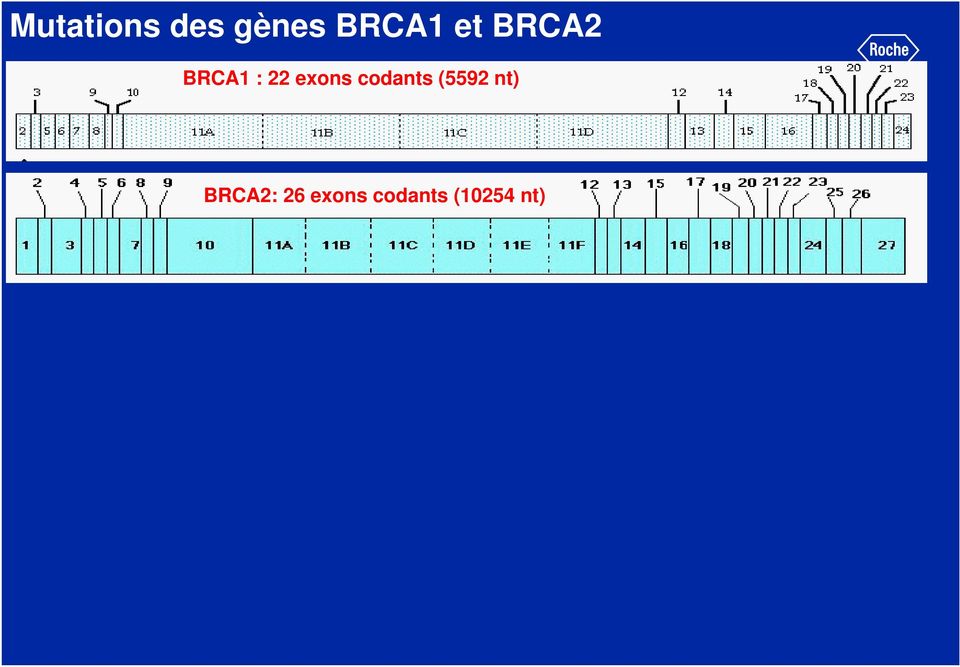 codants (5592 nt) BRCA2: