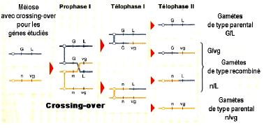 12 Enseignement Obligatoire de T erm S - Dossier 4 : Stabilité et variabilité des génomes et évolution - Doc.