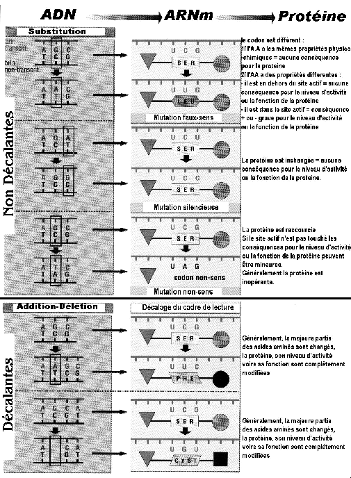 Enseignement Obligatoire de T erm S - Dossier 4 : Stabilité et variabilité des génomes et évolution - 19 Doc.