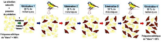 Enseignement Obligatoire de T erm S - Dossier 4 : Stabilité et variabilité des génomes et évolution - 25 Doc. 20 : Dans un milieu où les ressources alimentaires, les sites de nidations.