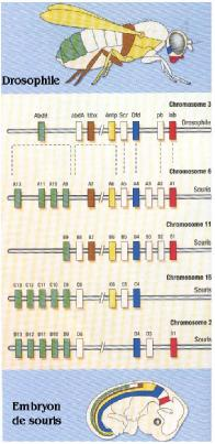 Enseignement Obligatoire de T erm S - Dossier 4 : Stabilité et variabilité des génomes et évolution - 31 permettent un passage plus rapide dans un environnement stimulant pendant une phase de