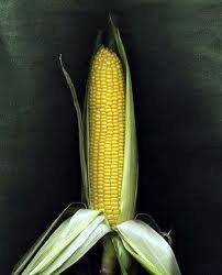 9. Complétez le texte suivant en utilisant : que, qui, où, Quels sont les produits contenant des OGM? Le soja, le maïs, le colza ou encore la betterave sucrière sont des plantes.