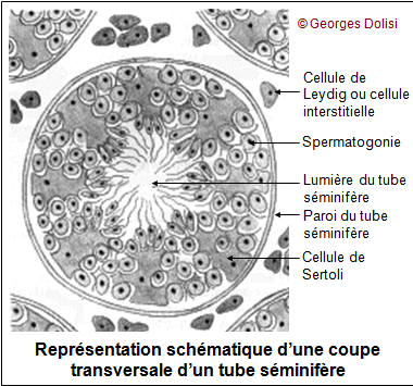 Observation microscopique coupe testicule