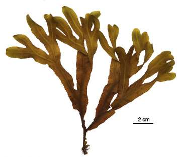 Les cheveux de la mer (Enteromorpha sp.) Le varech et le goémon (Fucus sp.