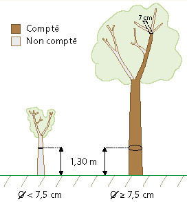 Annexe 1 : Estimation des volumes et des compartiments des arbres L IGN estime le volume des tiges jusqu à la découpe fin bout fixée par convention à 7 cm de diamètre (sur écorce).