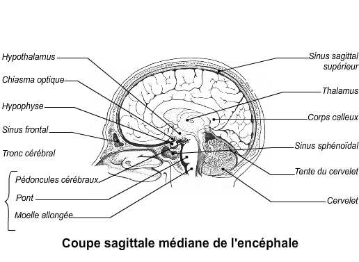 Figure 7 : Coupe sagittale médiane de