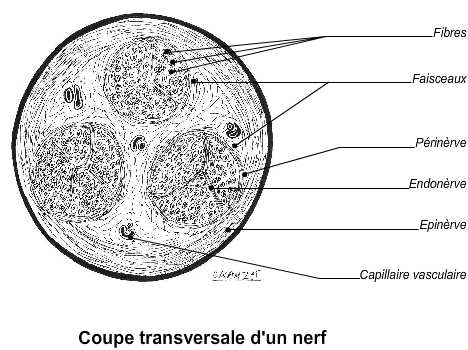 - Les noyaux gris centraux. Ils sont assez nombreux, le plus volumineux c'est le thalamus. Vous avez aussi le noyau lenticulaire, le noyau caudé,.