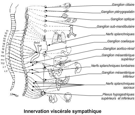 Figure 35 : Innervation viscérale