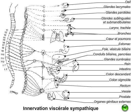 Figure 36 : Innervation viscérale