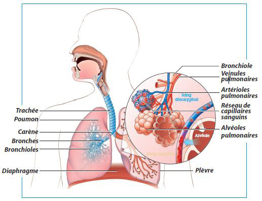 3.3. Le système respiratoire La respiration est sous le contrôle du centre nerveux, situé à la base du cerveau.
