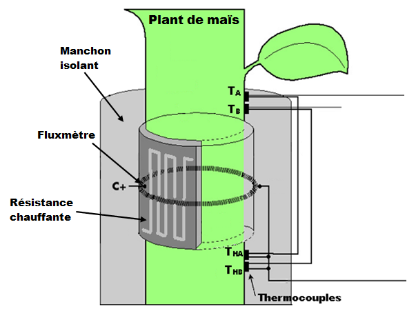 La méthode de mesure du débit de sève repose sur un bilan de puissance dans le volume V de la plante délimité par le capteur.